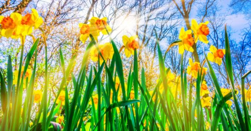 Spring daffodils in the woods with sunlight streaming behind them.